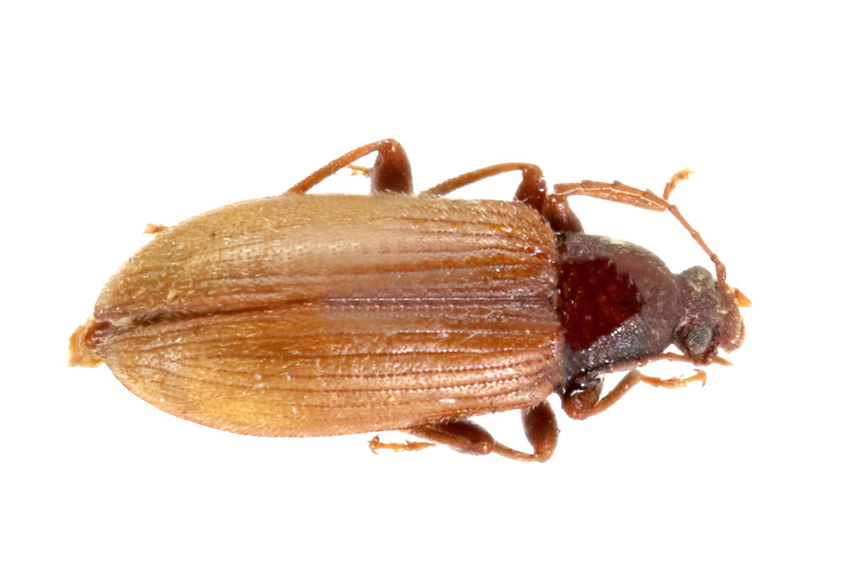 Allecula insularis Santa Cruz Island. Specimen housed in the ICCDRS collection (ICCDRS 9030). Photo: María Sol Herrera, CDF, 2024.